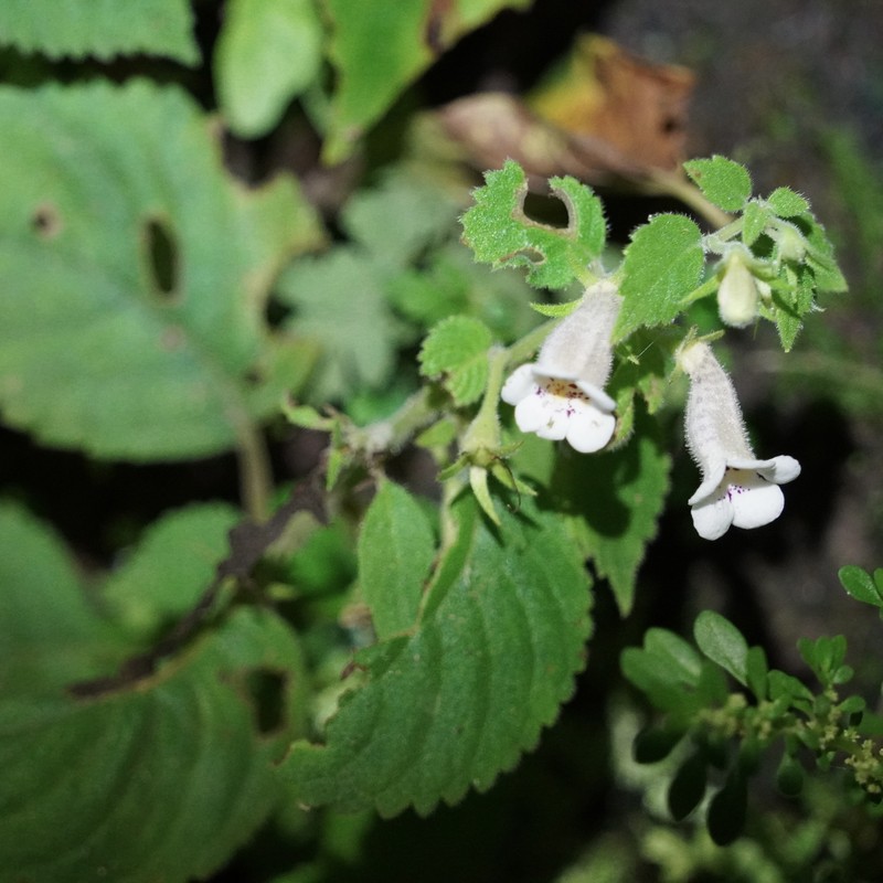Achimenes obscura photo 8