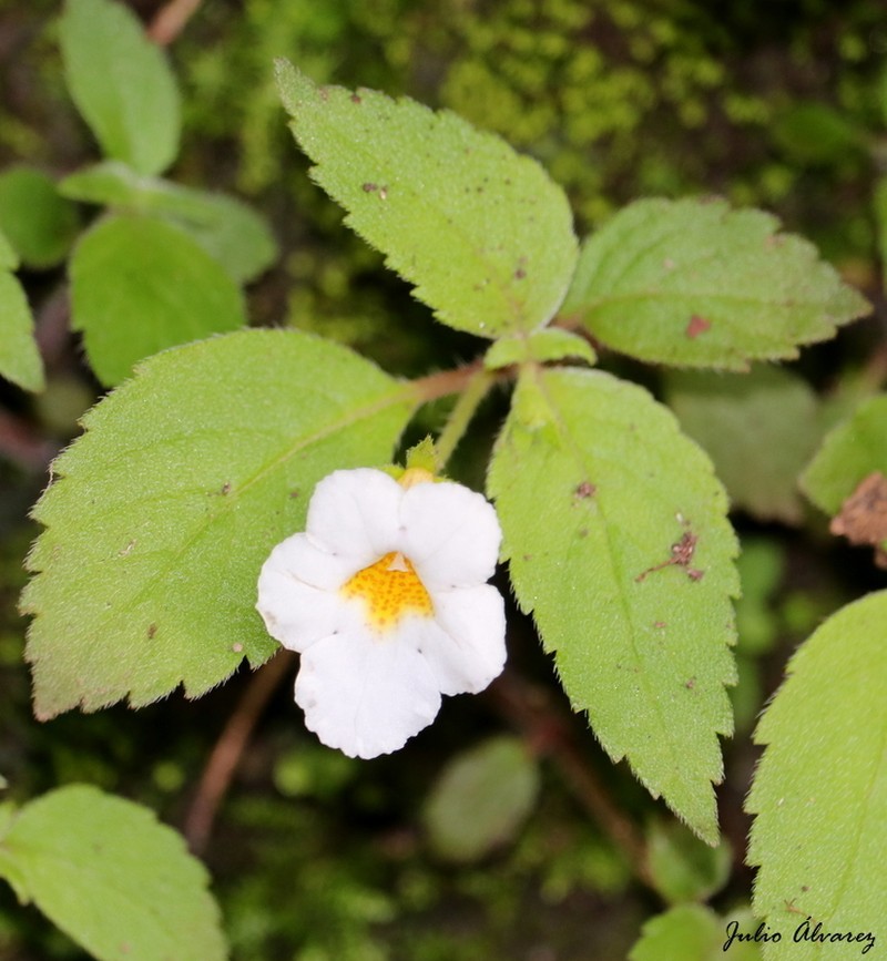 Achimenes occidentalis photo 2