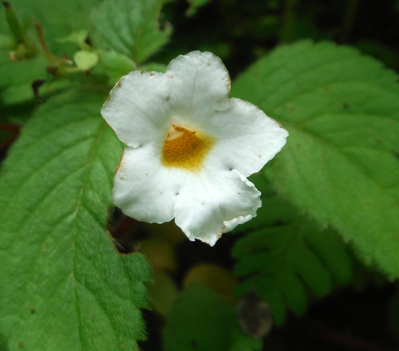 Achimenes occidentalis photo 3