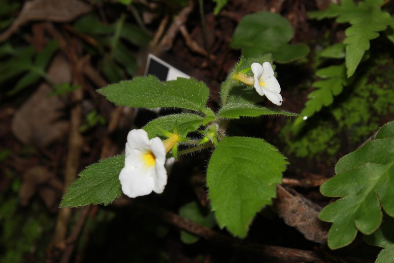 Achimenes occidentalis photo 4