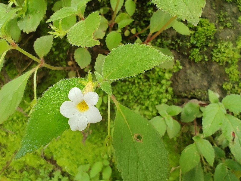 Achimenes occidentalis photo 5