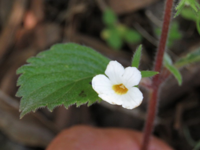 Achimenes occidentalis photo 6