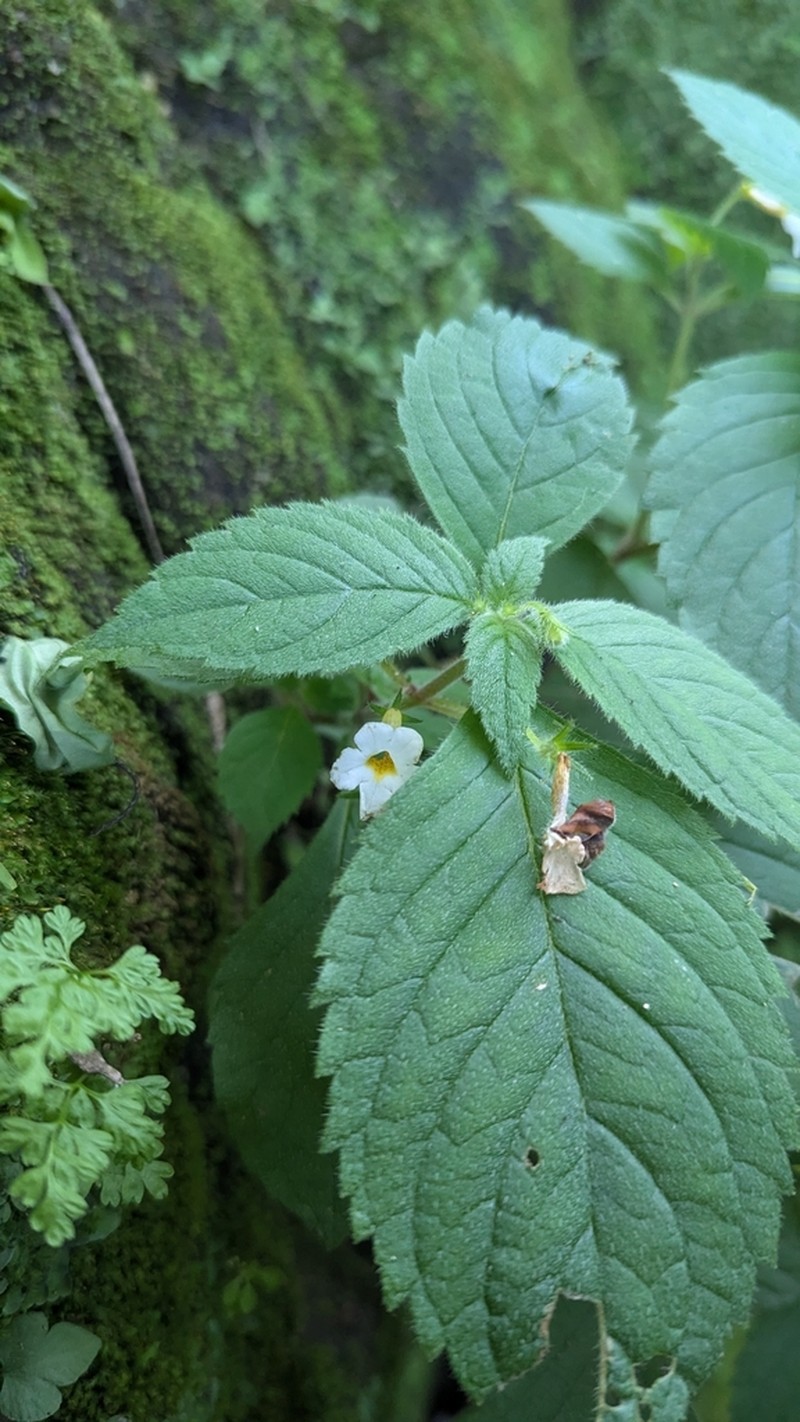 Achimenes occidentalis photo 7