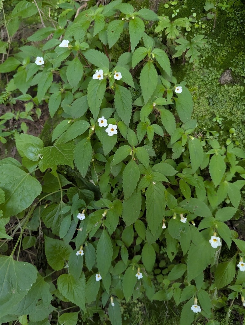 Achimenes occidentalis photo 8