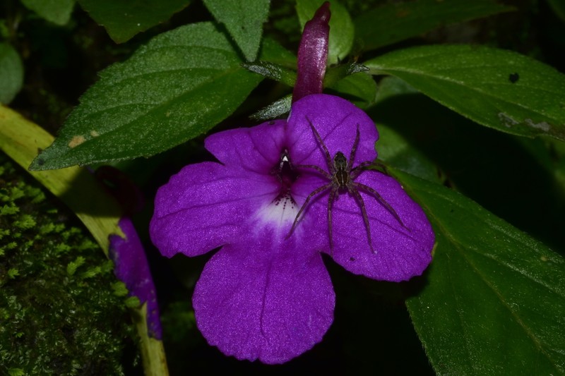 Achimenes patens