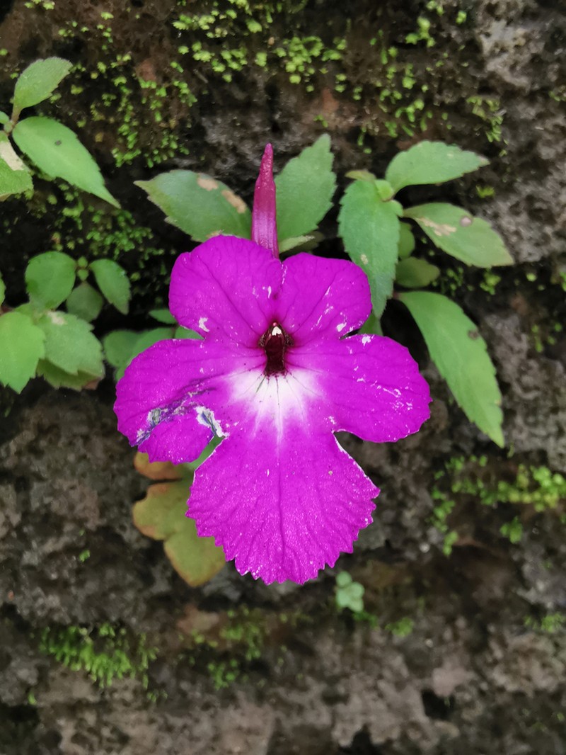 Achimenes patens photo 2