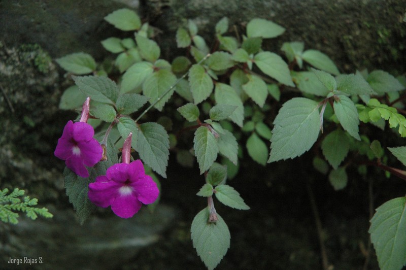 Achimenes patens photo 3
