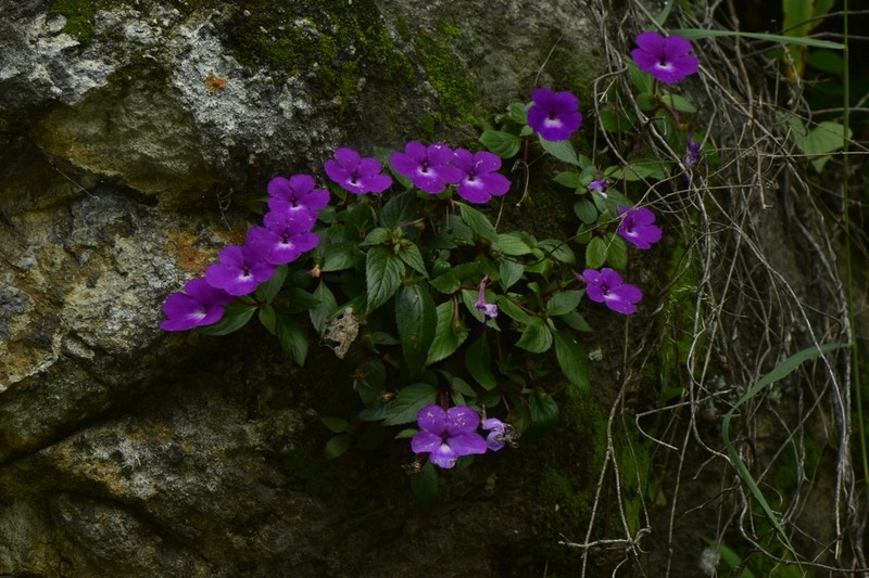 Achimenes patens photo 4