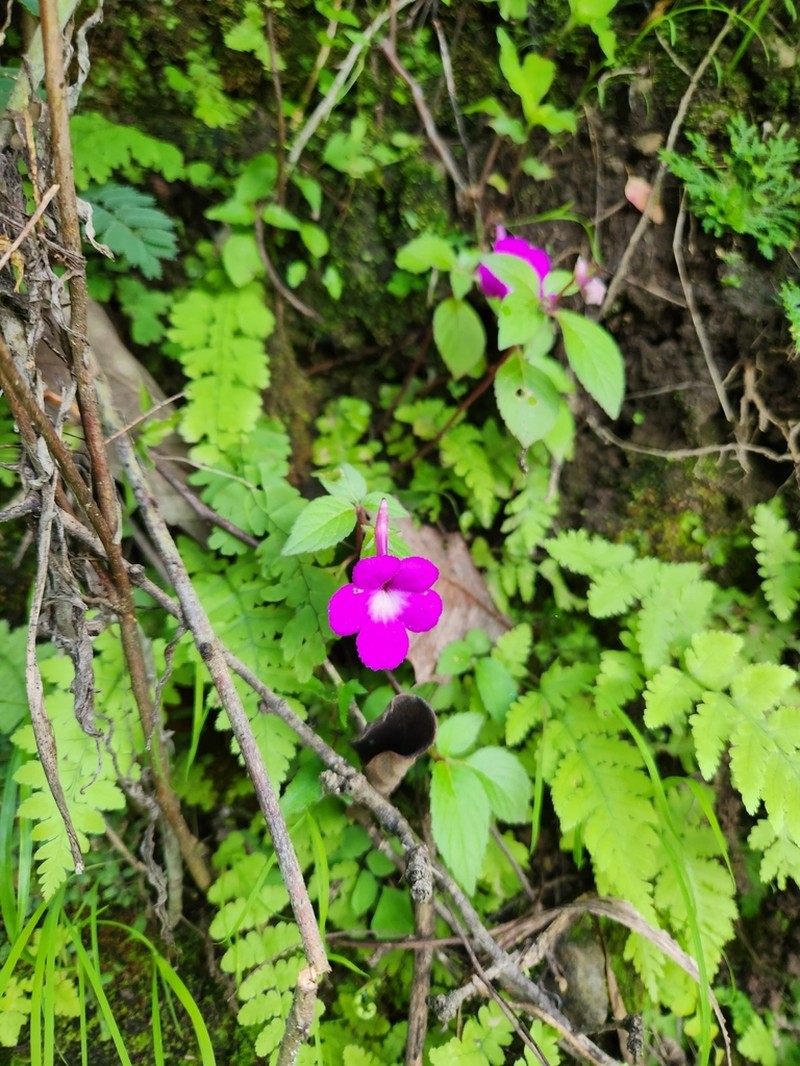 Achimenes patens photo 5