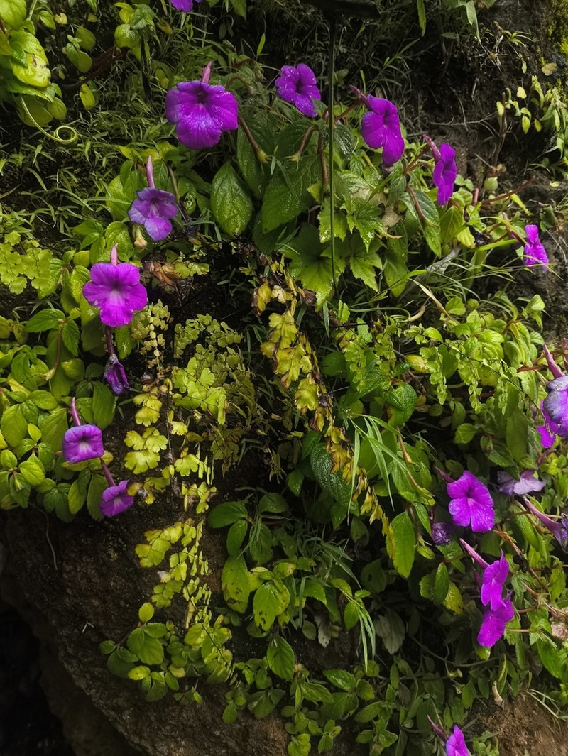 Achimenes patens photo 6