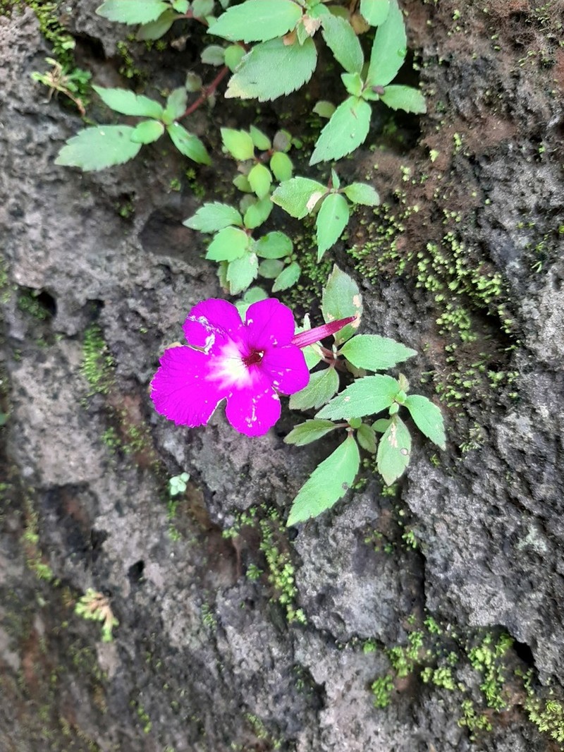 Achimenes patens photo 7