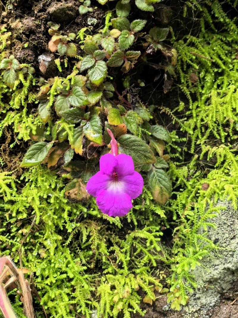 Achimenes patens photo 8