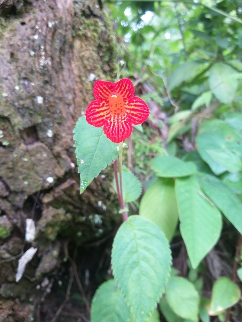 Achimenes pedunculata