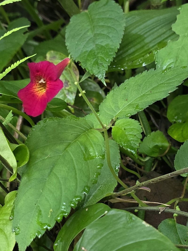 Achimenes pedunculata photo 2