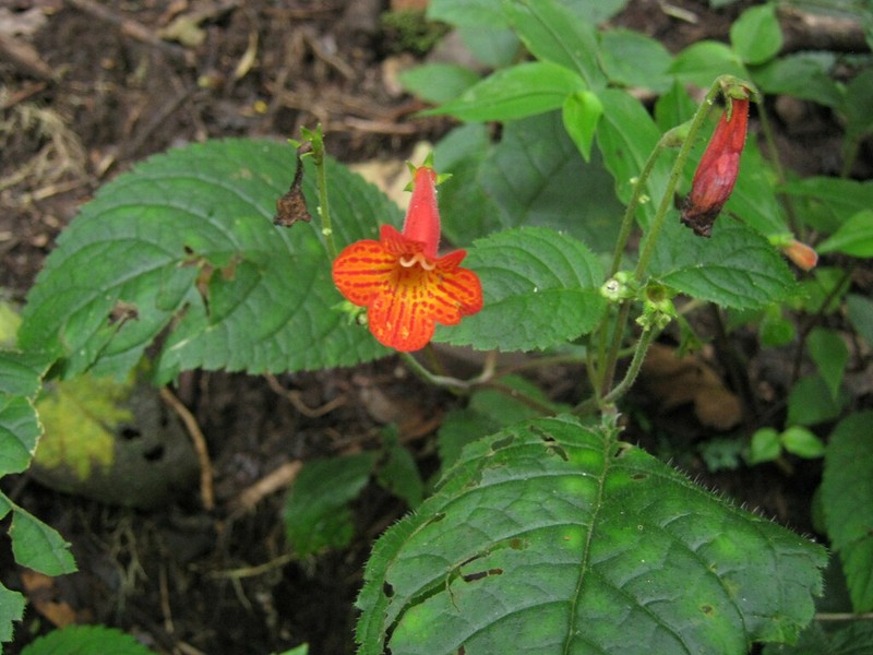 Achimenes pedunculata photo 3