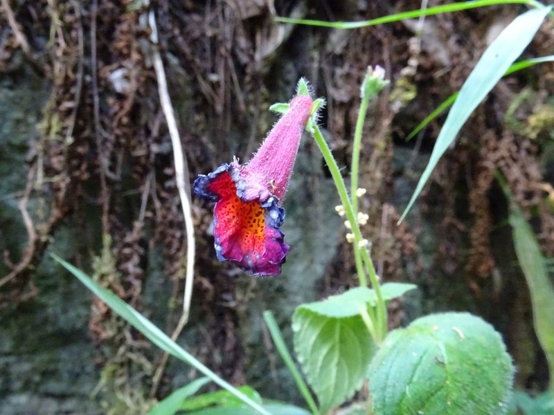 Achimenes pedunculata photo 4
