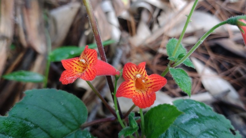 Achimenes pedunculata photo 5