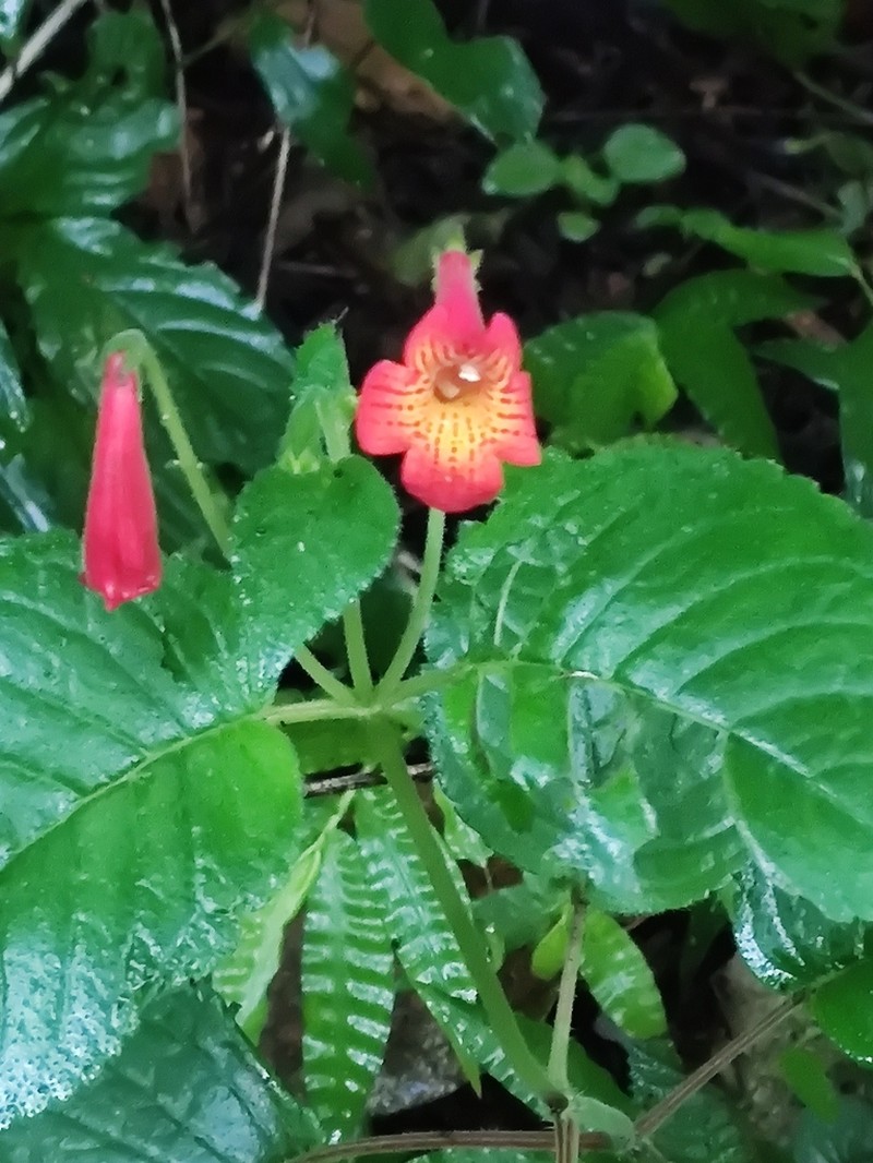 Achimenes pedunculata photo 6