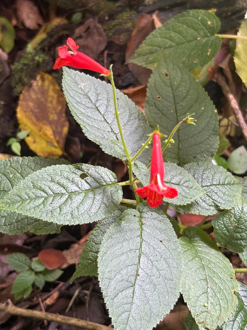 Achimenes pedunculata photo 7