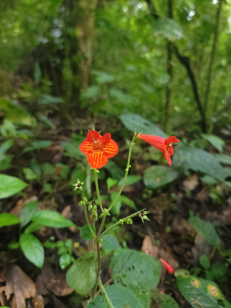 Achimenes pedunculata photo 8