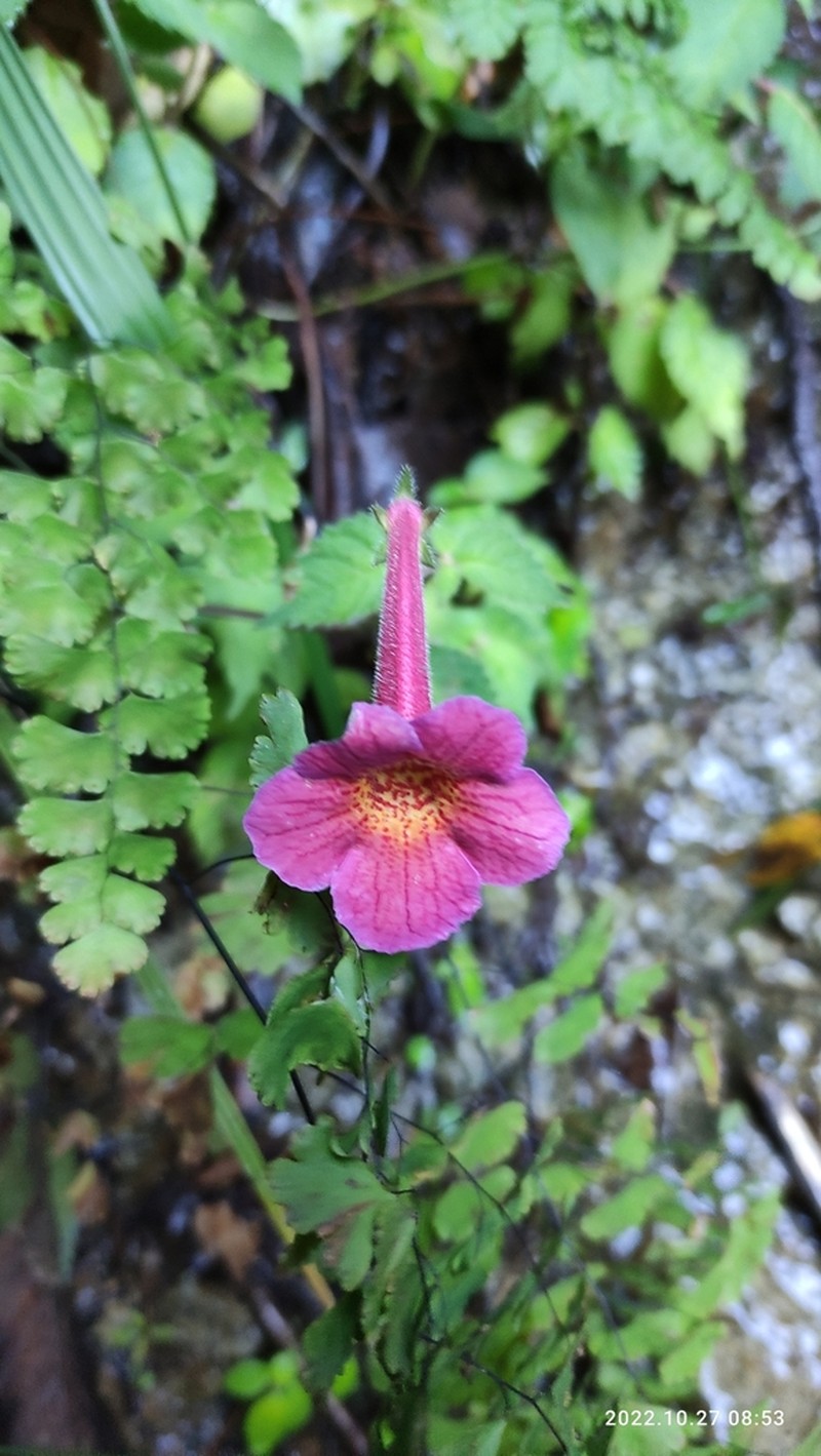 Achimenes skinneri