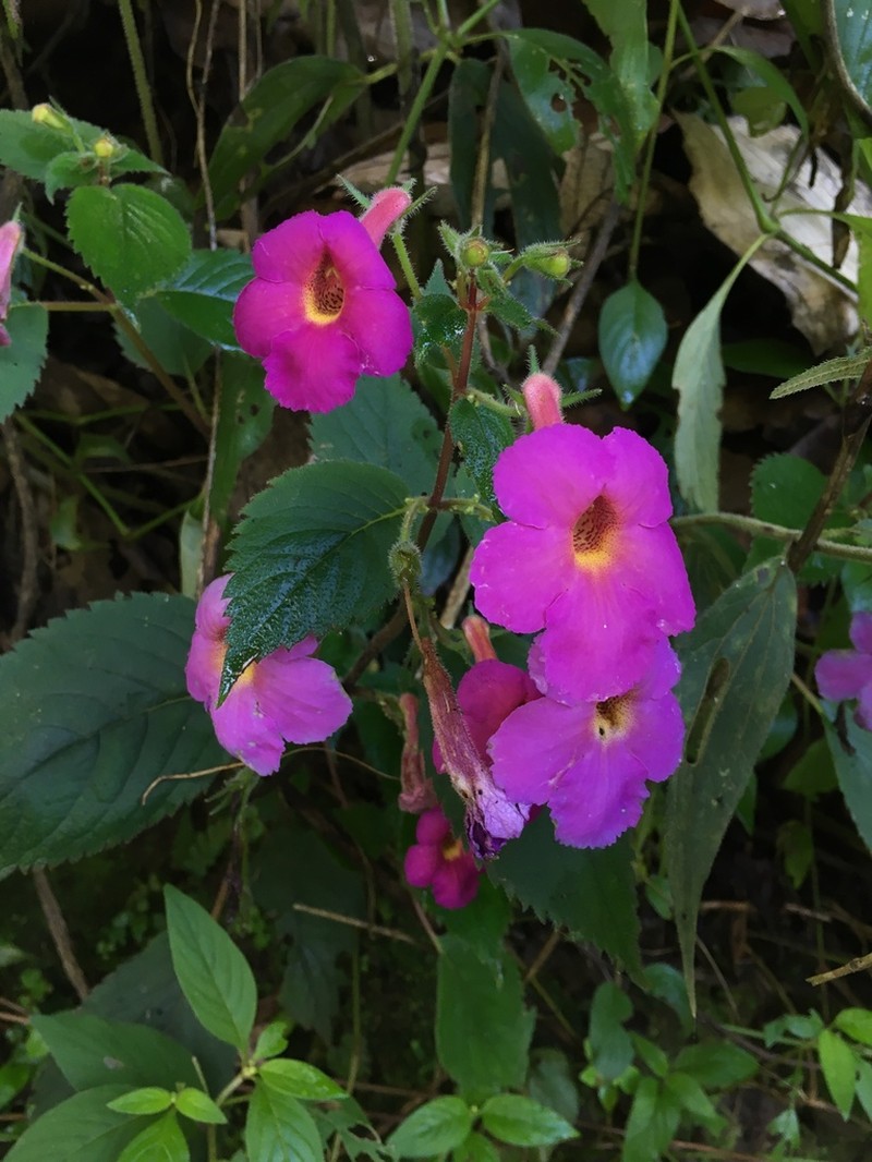 Achimenes skinneri photo 2