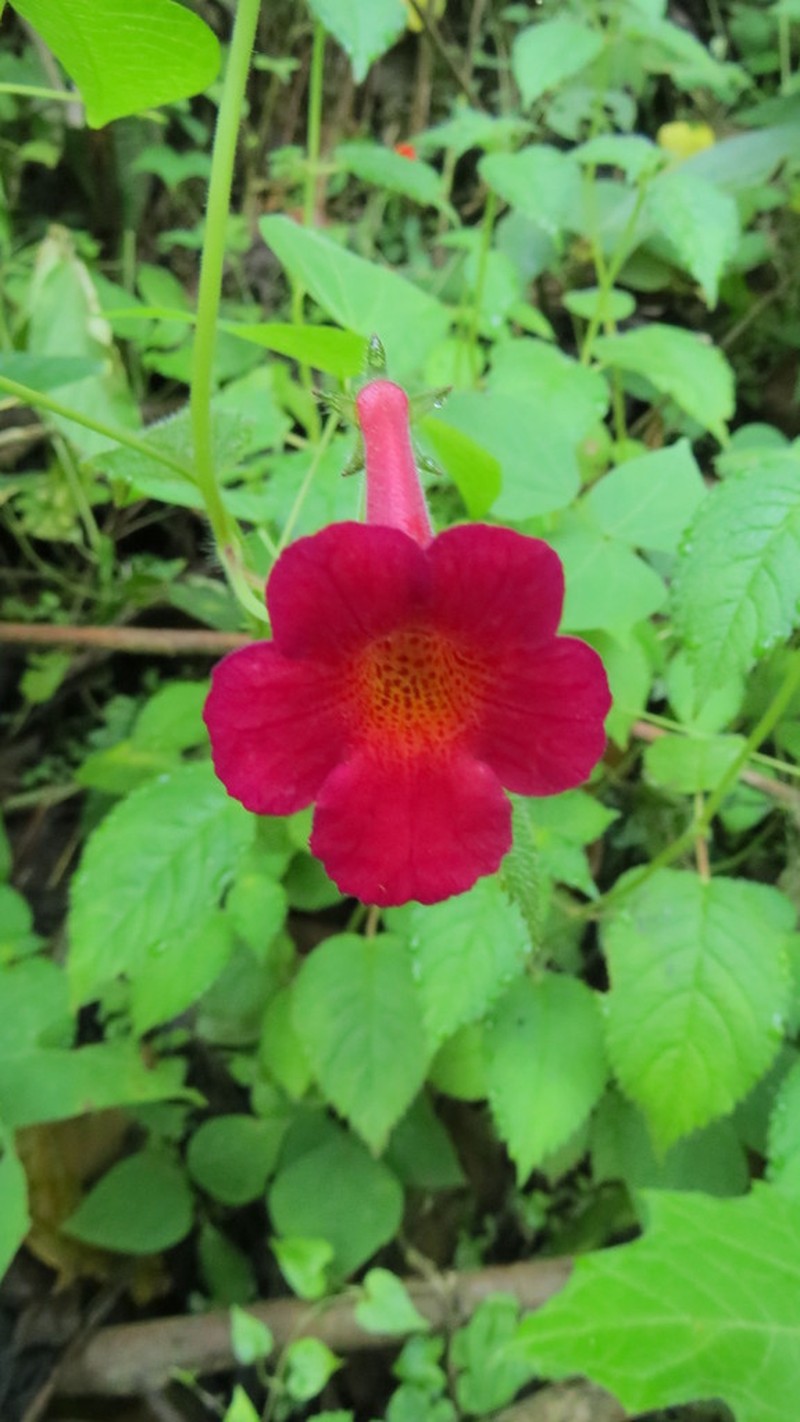 Achimenes skinneri photo 3