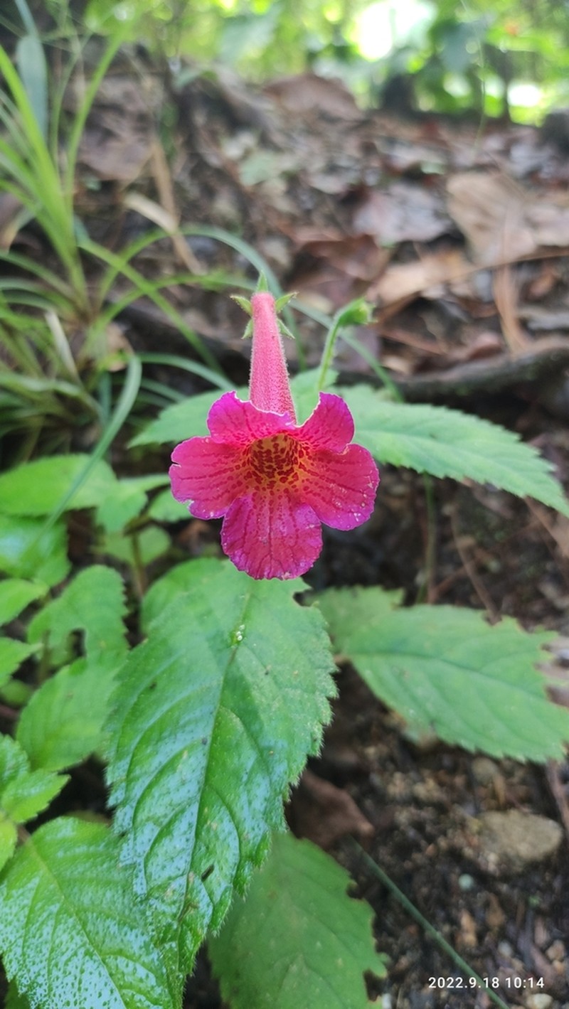 Achimenes skinneri photo 4