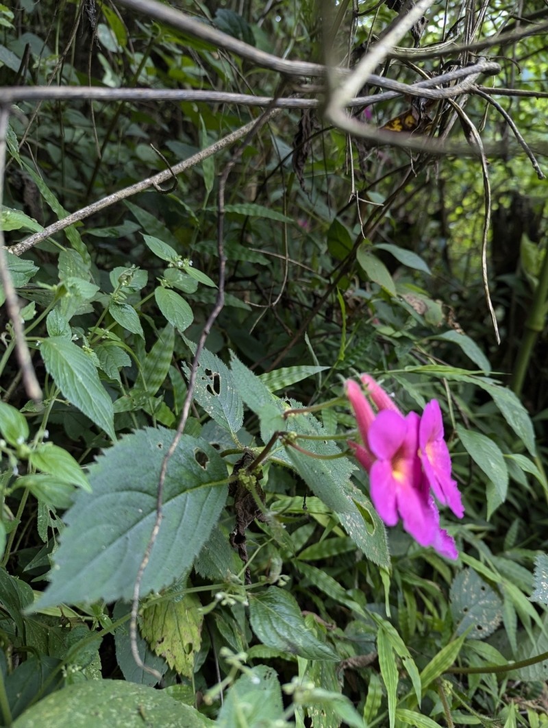 Achimenes skinneri photo 5