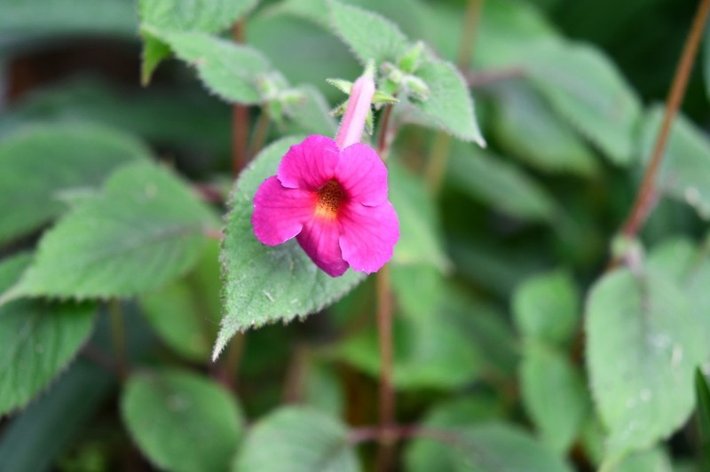 Achimenes skinneri photo 6