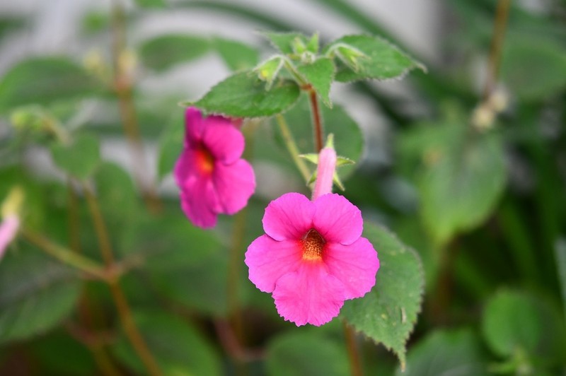 Achimenes skinneri photo 7
