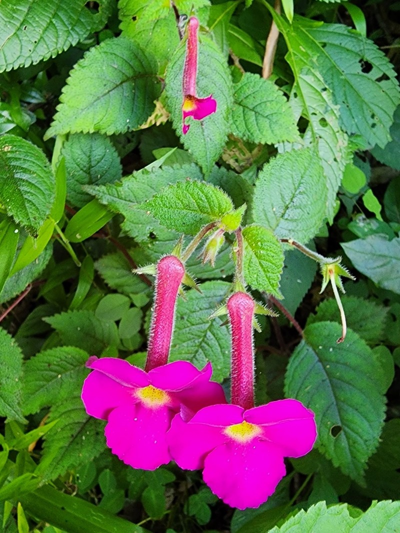 Achimenes skinneri photo 8