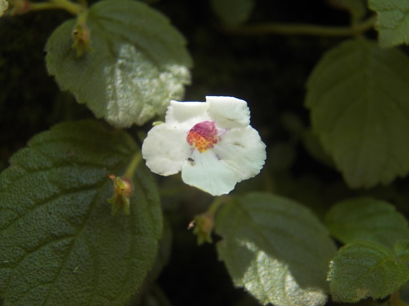 Achimenes woodii