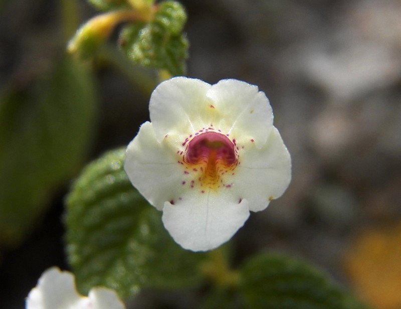 Achimenes woodii photo 2