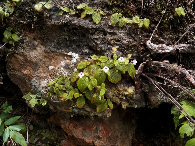Achimenes woodii photo 3