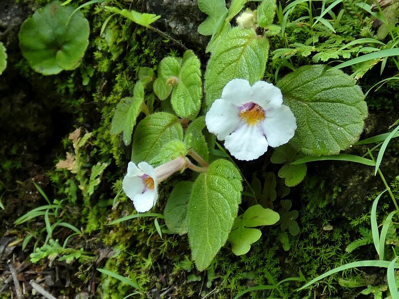 Achimenes woodii photo 5