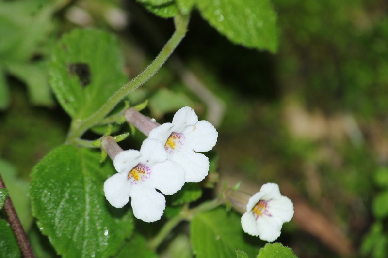 Achimenes woodii photo 6