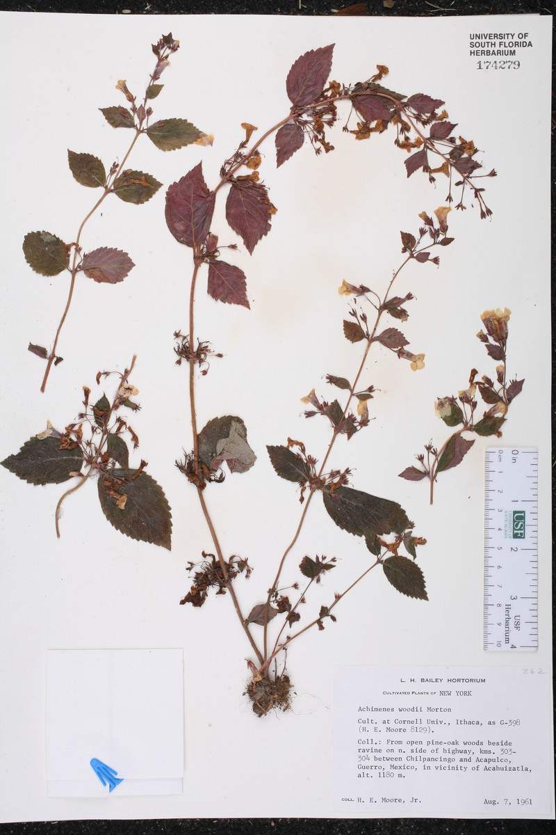 Achimenes woodii photo 7