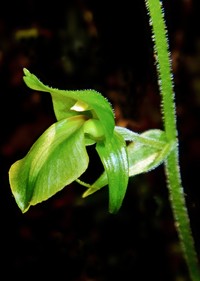 Achlydosa glandulosa