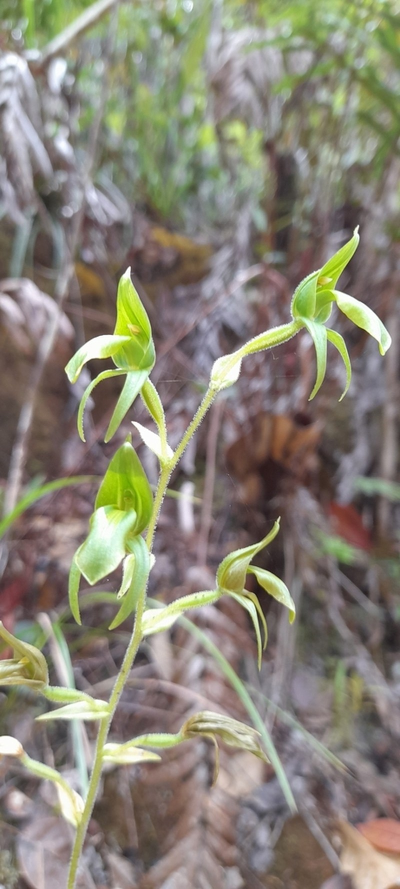 Achlydosa glandulosa photo 2