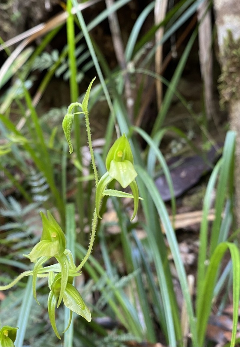 Achlydosa glandulosa photo 3