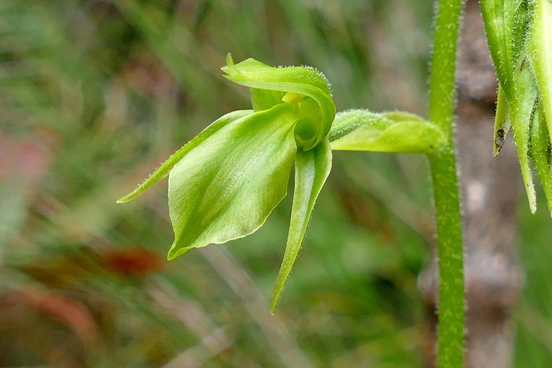 Achlydosa glandulosa photo 4