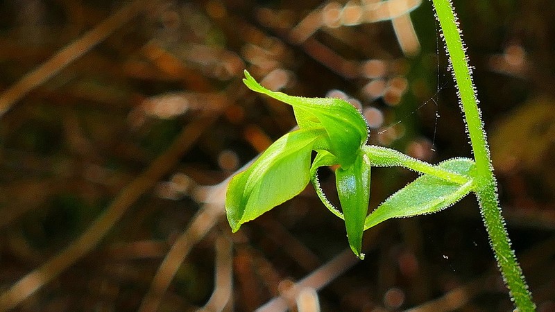 Achlydosa glandulosa photo 5