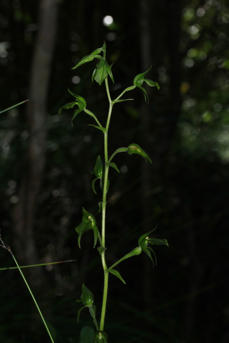 Achlydosa glandulosa photo 6