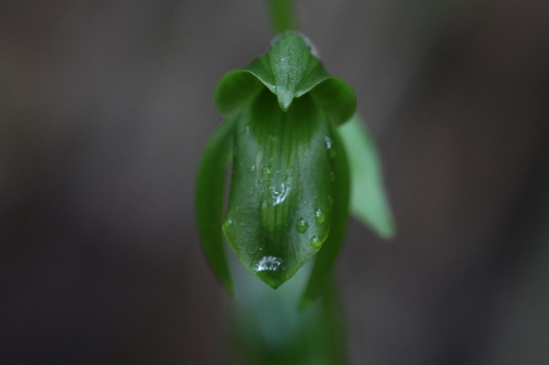 Achlydosa glandulosa photo 7