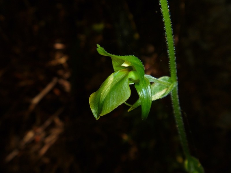 Achlydosa glandulosa photo 8