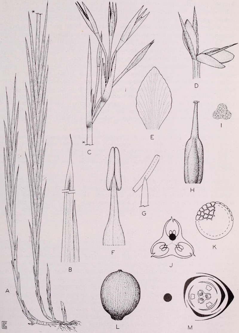 Achlyphila disticha