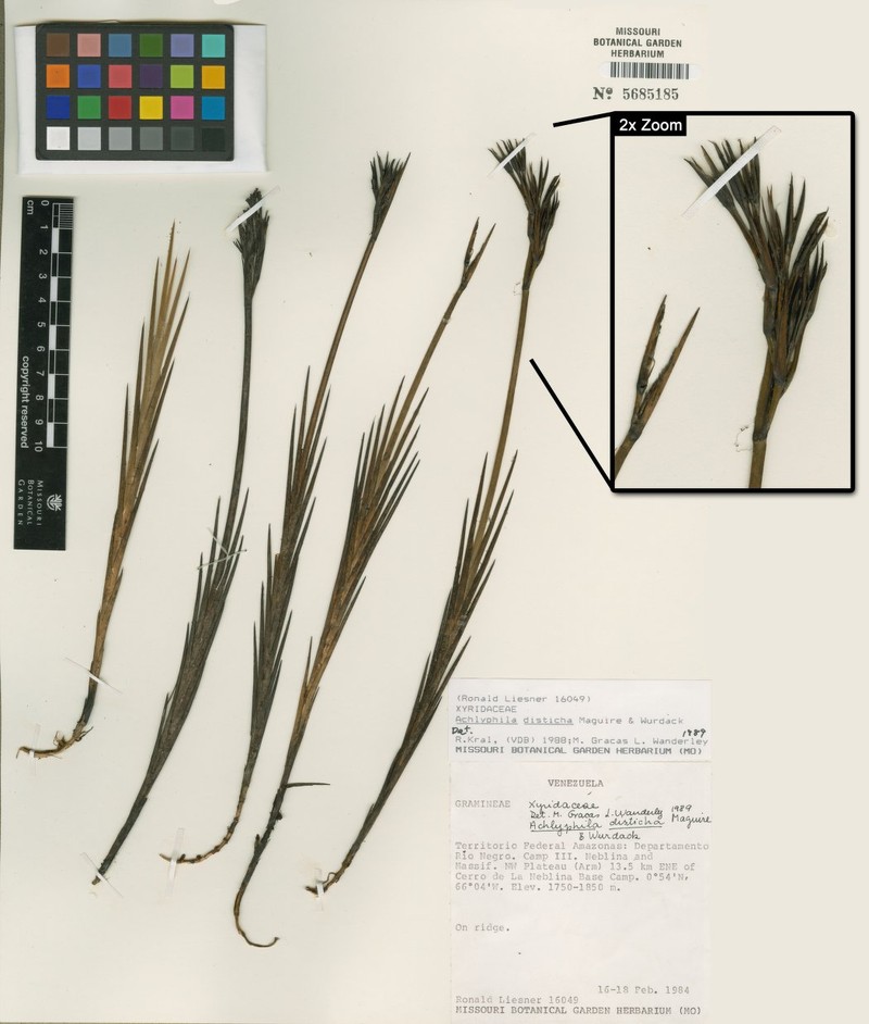 Achlyphila disticha photo 2