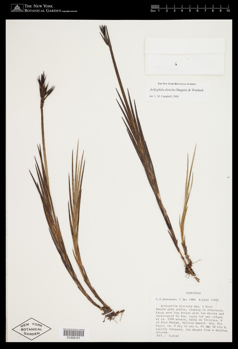 Achlyphila disticha photo 3