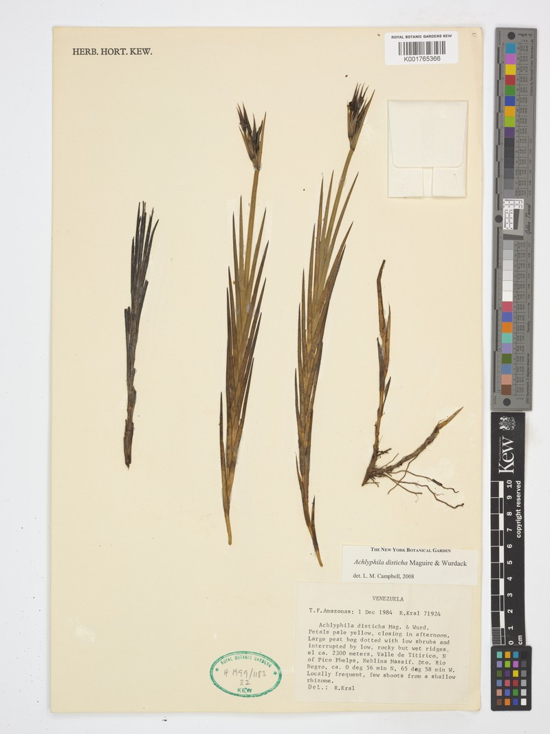 Achlyphila disticha photo 4
